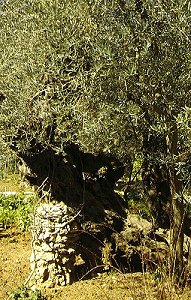Jerusalem, Ölbaum im Garten Gethsemane