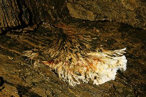 Pilz-Myzel im Bergwerksstollen