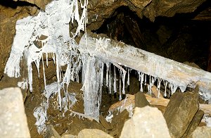 Pilzgeflecht am morschen Grubenholz