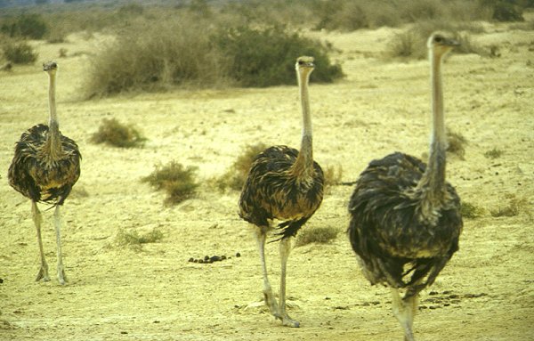 Wildreservat Hai-Bar in der Negev-Wüste (Besucherzone)