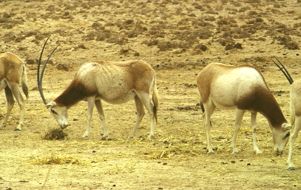 Wildreservat Hai-Bar in der Negev-Wüste (Besucherzone)