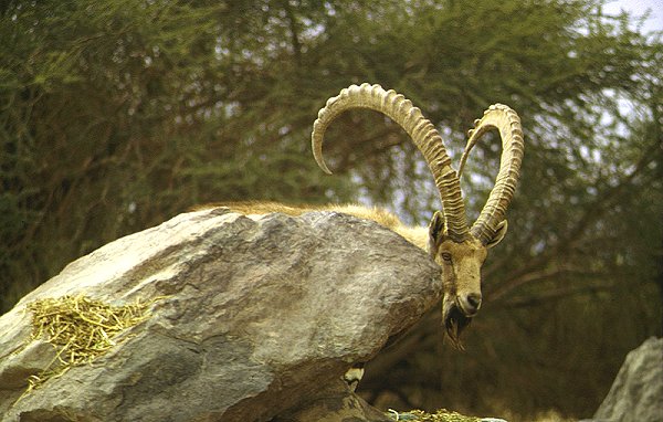 Wildreservat Hai-Bar in der Negev-Wüste (Besucherzone)