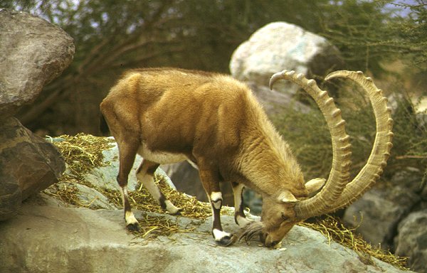 Wildreservat Hai-Bar in der Negev-Wüste (Besucherzone)