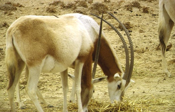 Wildreservat Hai-Bar in der Negev-Wüste (Besucherzone)