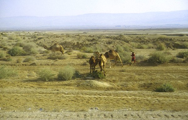 Wüste Negev: Nomaden