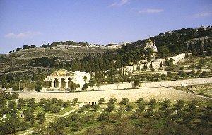 Jerusalem, Garten Gethsemane