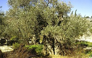 Jerusalem, Ölbaum im Garten Gethsemane