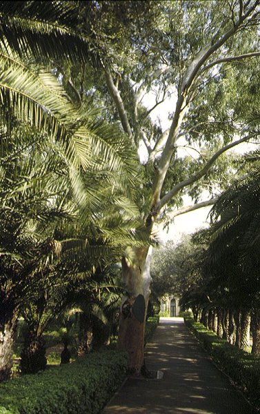 Haifa: Baha'i-Gärten