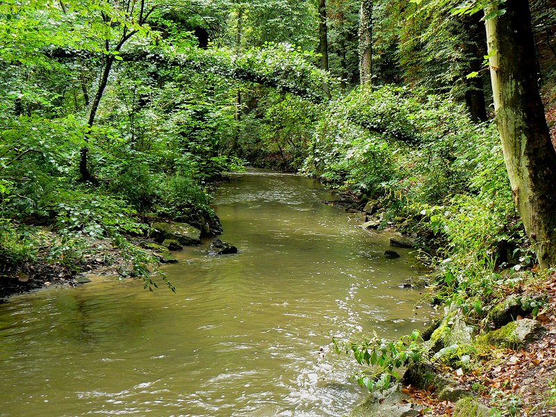 Die Düssel im Neandertal