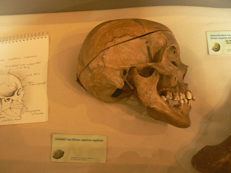 Schädel (Totenkopf) eines modernen Menschen Homo sapiens sapiens