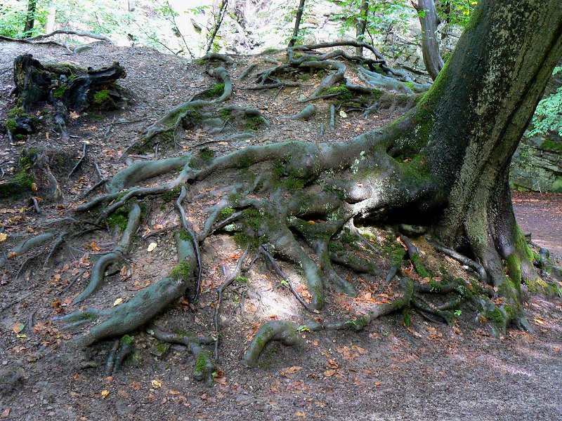 Im Naturschutzgebiet Neandertal