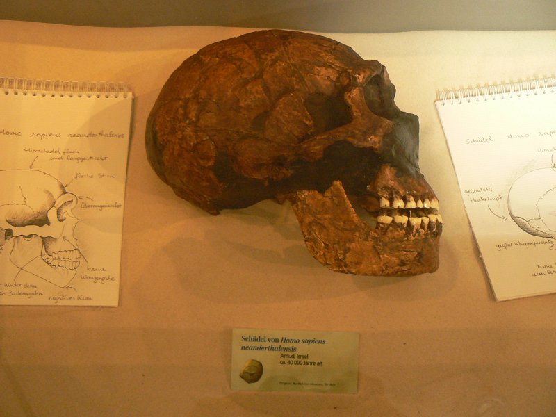 Schädel eines Neandertalers im Neanderthal-Museum