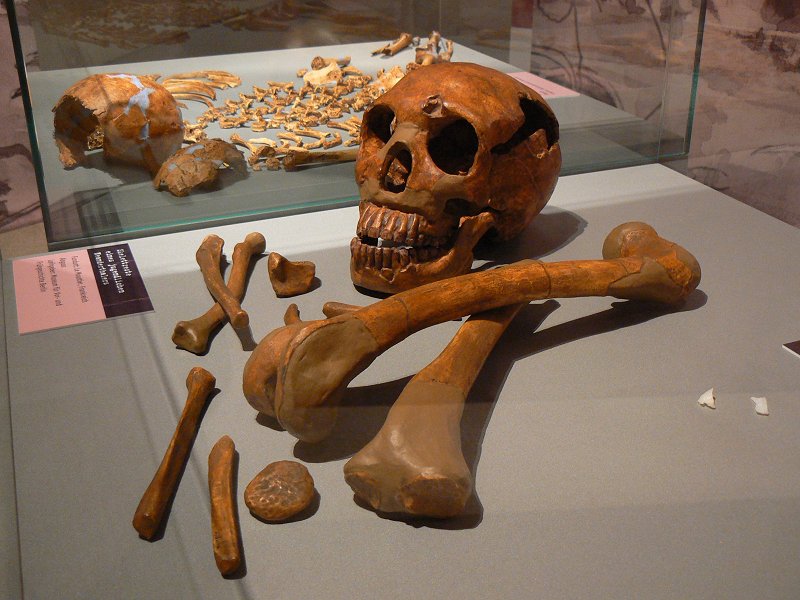 Skelett eines Homo neanderthalensis aus Le Moustier (Frankreich)