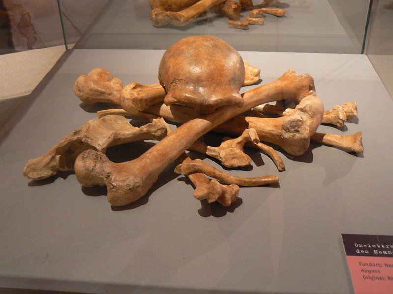 Skelett eines Homo neanderthalensis aus dem Neandertal