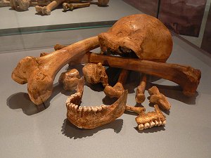 Skelett eines Neandertalers aus Spy (Belgien)