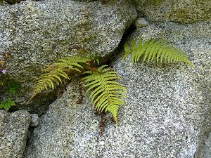 Breitblättriger Dornfarn in einer Felsspalte