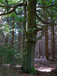 Am Weißenstein im Steinwald